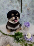 이쁘개아름답개