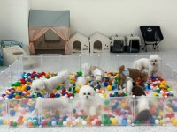 신난댕 애견유치원