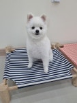 살롱드퍼피