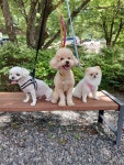 캄그루밍 애견유치원&애견미용&애견호텔