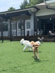 신난댕 애견유치원