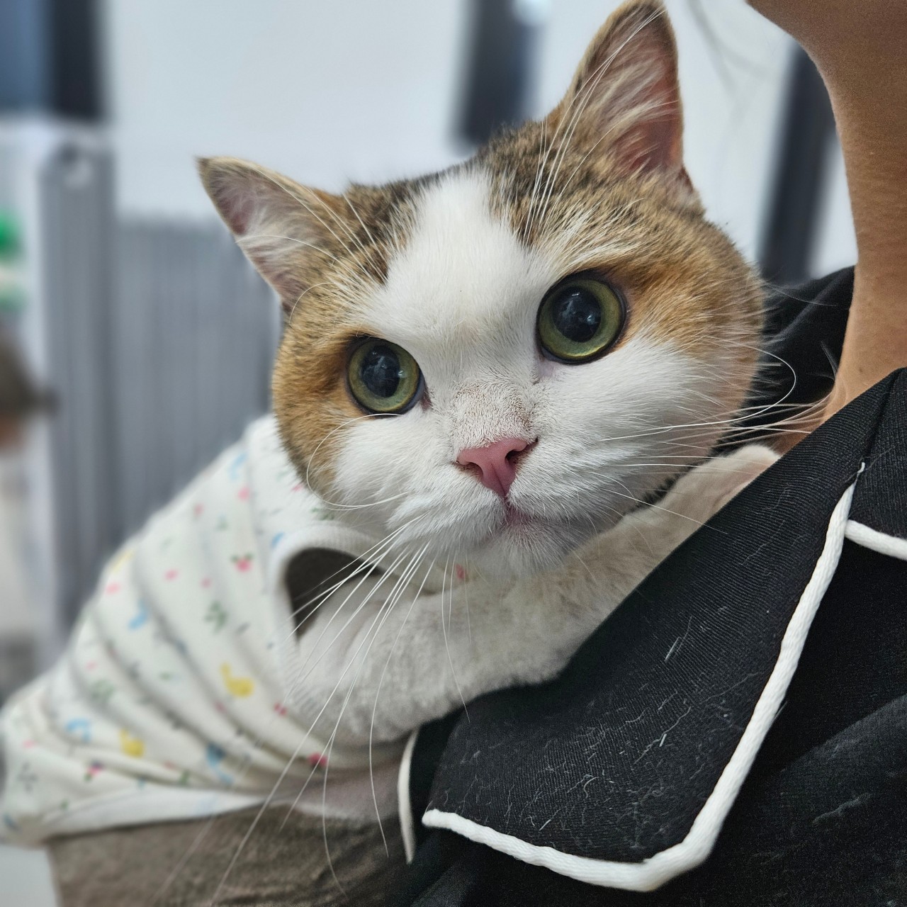 고양이미용호텔 미야옹