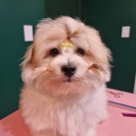 어썸테일즈
