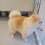 몽몽솔솔