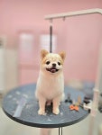 그루머엔제이