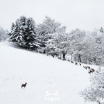 초록뿔언덕카페