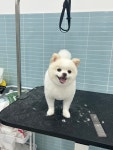 꾸미댕