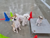 우리 강아지 유치원