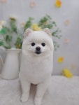 멍멍이 애견미용