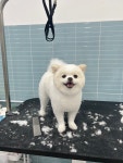 꾸미댕