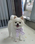 꾸미댕