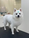 하이 털찌니들