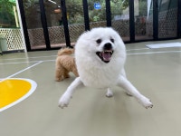 헬로우버디 분당점
