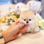 해피애견타운 서울잠실송파점 강아지분양 말티푸미니비숑포메