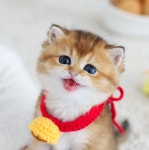 수원고양이분양 고사남 본점