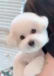 후즈독