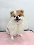 그루밍리본