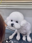 후즈독