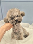 페어리몽드