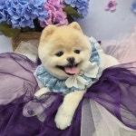 무아몽 해운대 강아지 애견미용