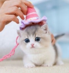 수원고양이분양 고사남 본점