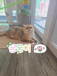 명품고양이카페