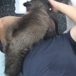 웬만해선 개들을 막을 수 없다