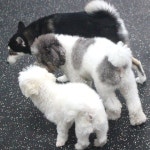 웬만해선 개들을 막을 수 없다