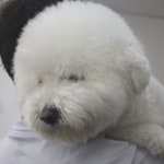 웬만해선 개들을 막을 수 없다