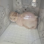 고양이미용실냥냥박사