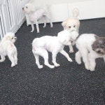 웬만해선 개들을 막을 수 없다