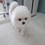 아롱이다롱이