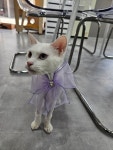 냥스터치 고양이 미용 & 호텔