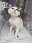 야옹아놀자 포항점