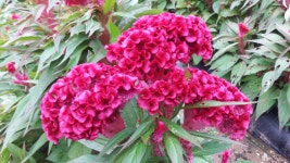 풋내로하스교육농장