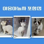 야옹아놀자 포항점