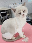 캣블링