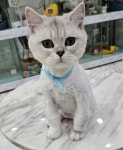 캣블링