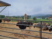 스핑크스타조농장