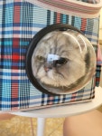 캣블링