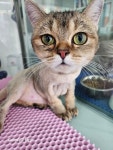 캣블링