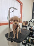 몽쉘몽봉