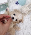 멍토피아 강아지분양 인천본점