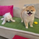 피카디리애견호텔