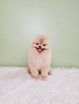 몽쉘몽봉