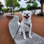 피카디리애견호텔