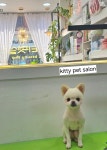 키티펫살롱