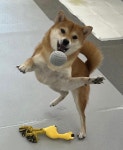 온댕