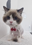 투냥