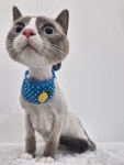 투냥